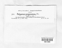 Polyporus pergamenus image